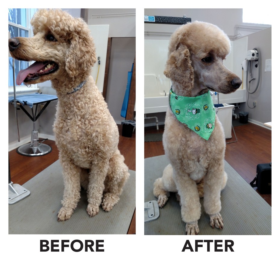 Before and After 1 White Poodle
