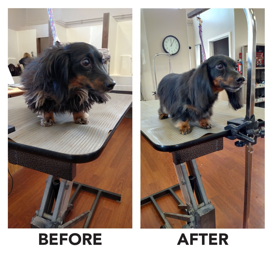 Before and After Dachshund