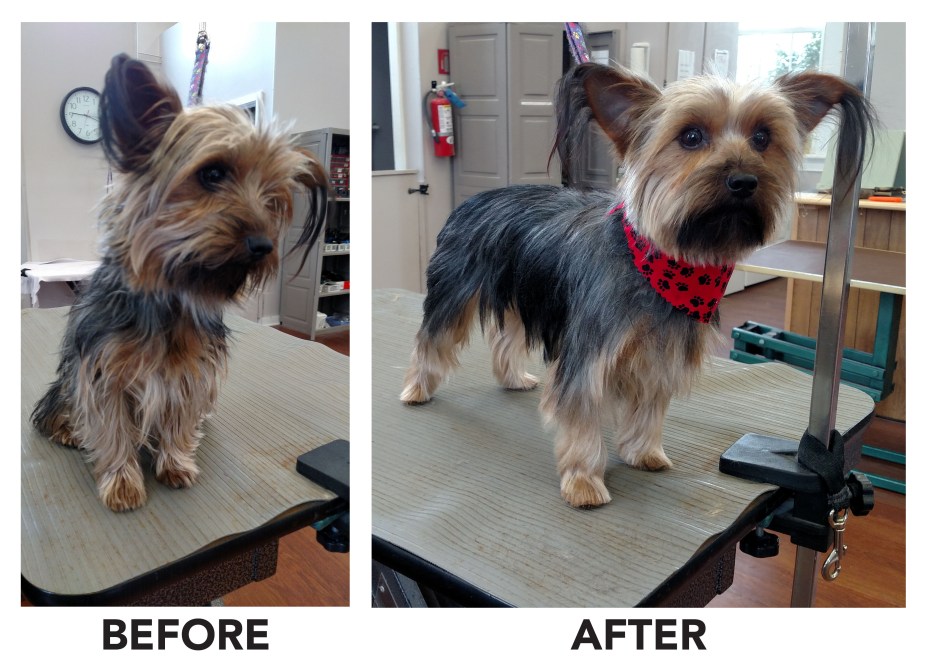 Before and After Yorkie