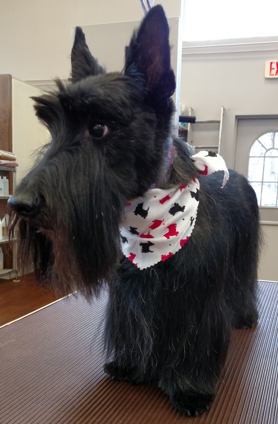 Scottish Terrier